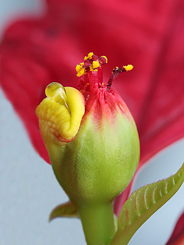 Цветки имеют нектарники. Euphorbia pulcherrima. Пуансеттия бутоны. Тычинки пуансеттия цветок. Камелия пестик.