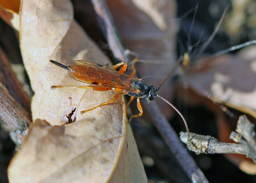 Ichneumonidae158