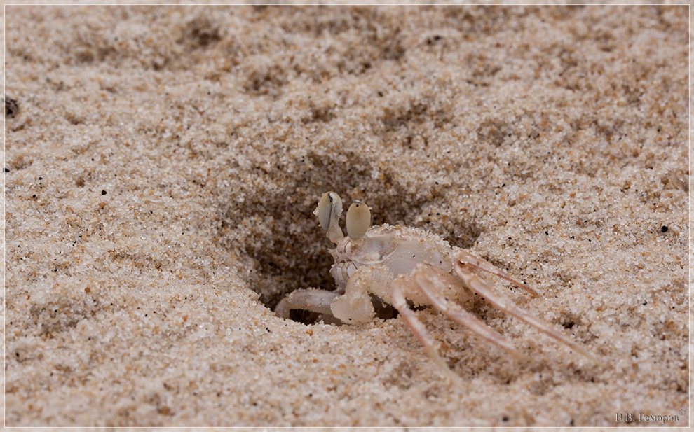 Хозяин песчаного пляжа