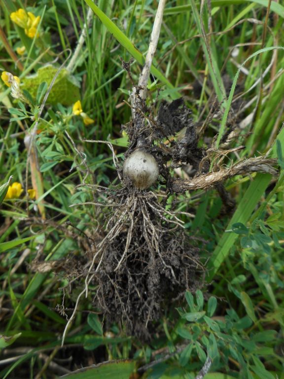 Allium oleraceum - Лук огородный