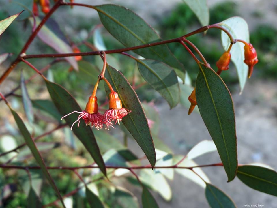 Eucalyptus torquata - Эвкалипт закрученный