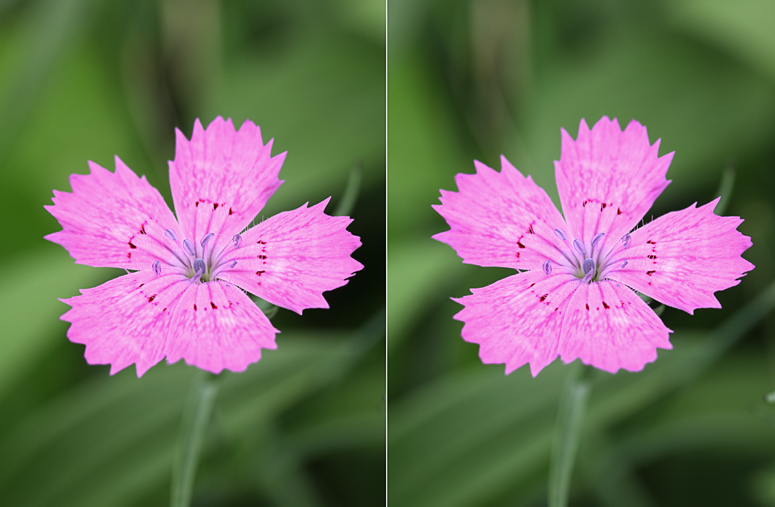 У дикой гвоздики 5. Dianthus tetralepis. Dianthus Anthos Cherry. Какой цветок дикорастущий как гвоздика розовый махровый аромат. Гвоздики Дикие поле фото.