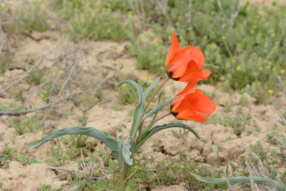 Tulipa borszczowii - Тюльпан Борщова