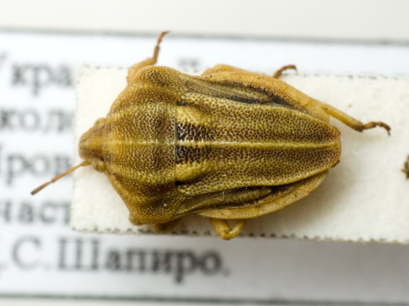 Tholagmus flavolineatus