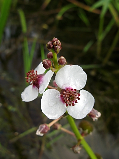 Sagittaria sagittifolia - Стрелолист обыкновенный