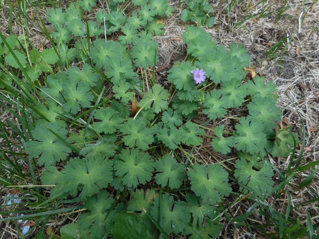 Geranium pyrenaicum - Герань пиренейская