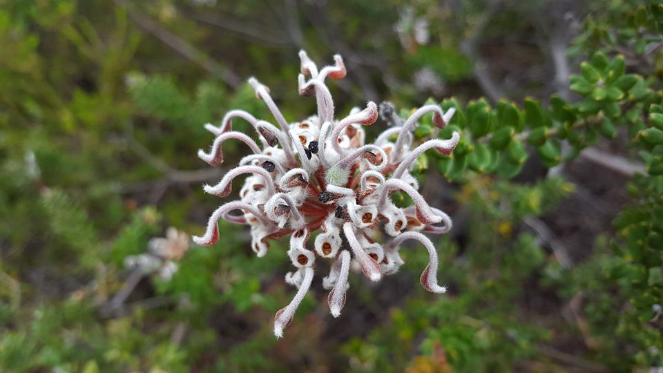 Grevillea buxifolia