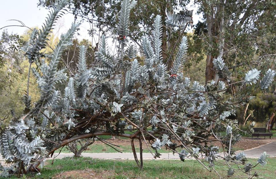 Eucalyptus macrocarpa - Эвкалипт крупноплодный