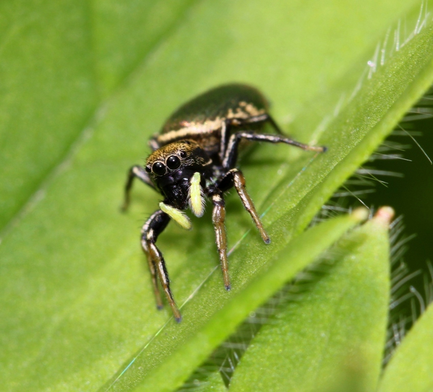самка паука-скакунчика Heliophanus sp.