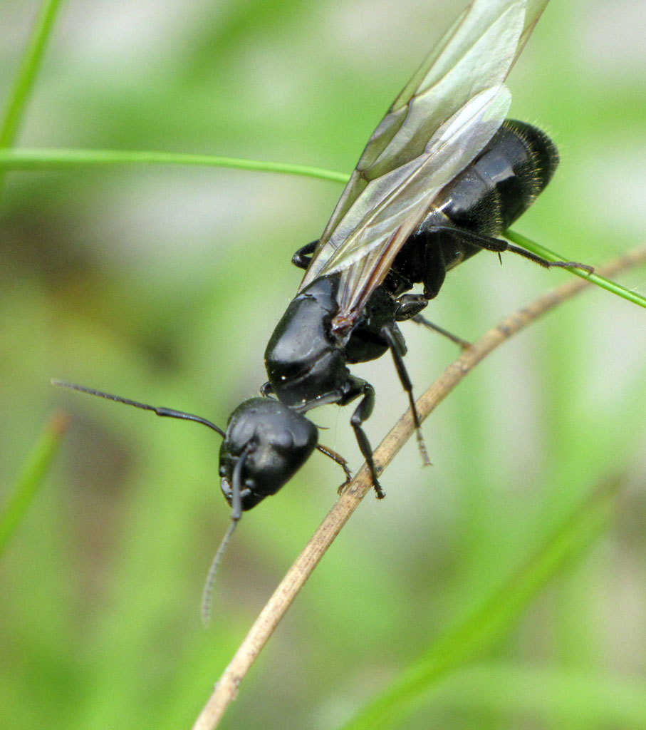 Крылатых муравьев. Летающие насекомые. Муравьи с крыльями. Черное Крылатое насекомое. Черное летающее насекомое.