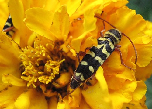 Plagionotus floralis - Усач люцерновый