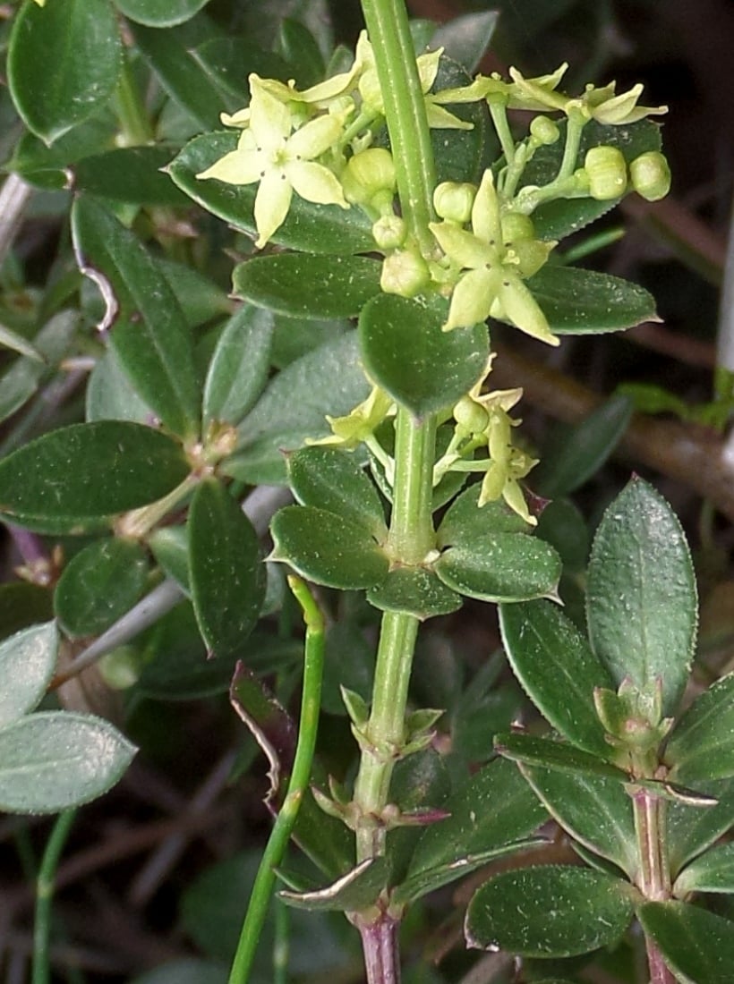 Rubia tenuifolia - Марена тонколистная
