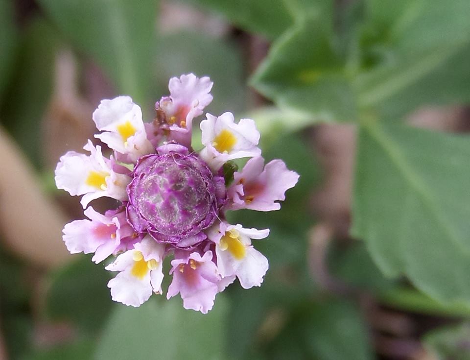 Phyla nodiflora - Липпия узлоцветковая