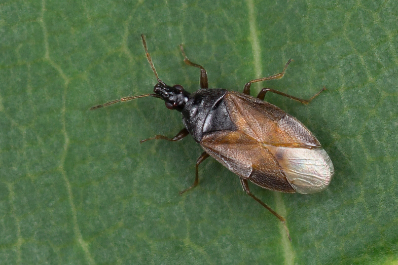 Acompocoris pygmaeus