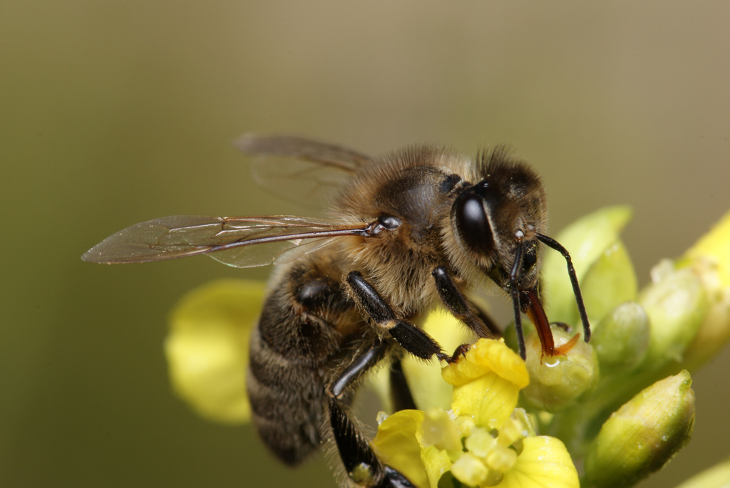 Пчела целом. APIS mellifera mellifera. Пчела APIS mellifera. Среднерусская пчела. Среднерусская медоносная пчела.