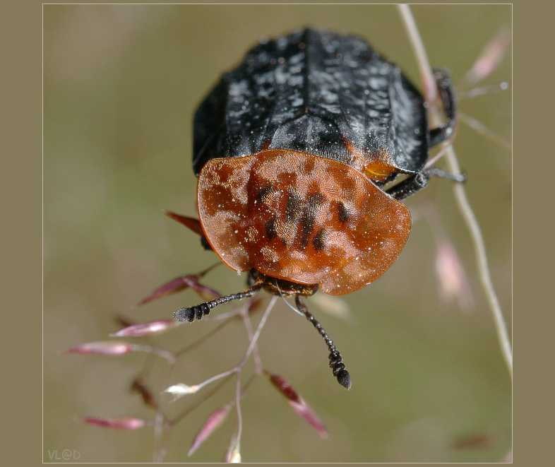 Oiceoptoma thoracicum - Мертвоед красногрудый