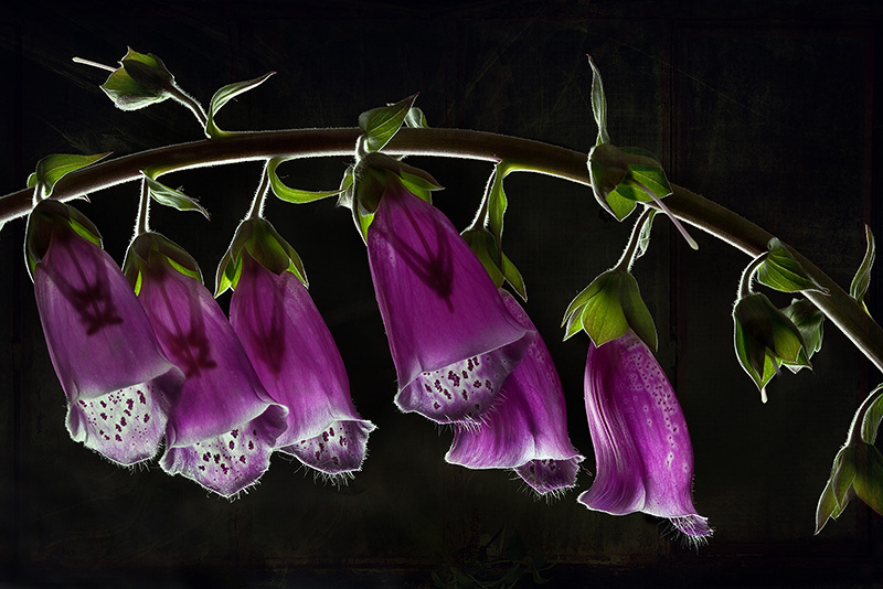 Digitalis purpurea L., 1753 - Наперстянка пурпурная