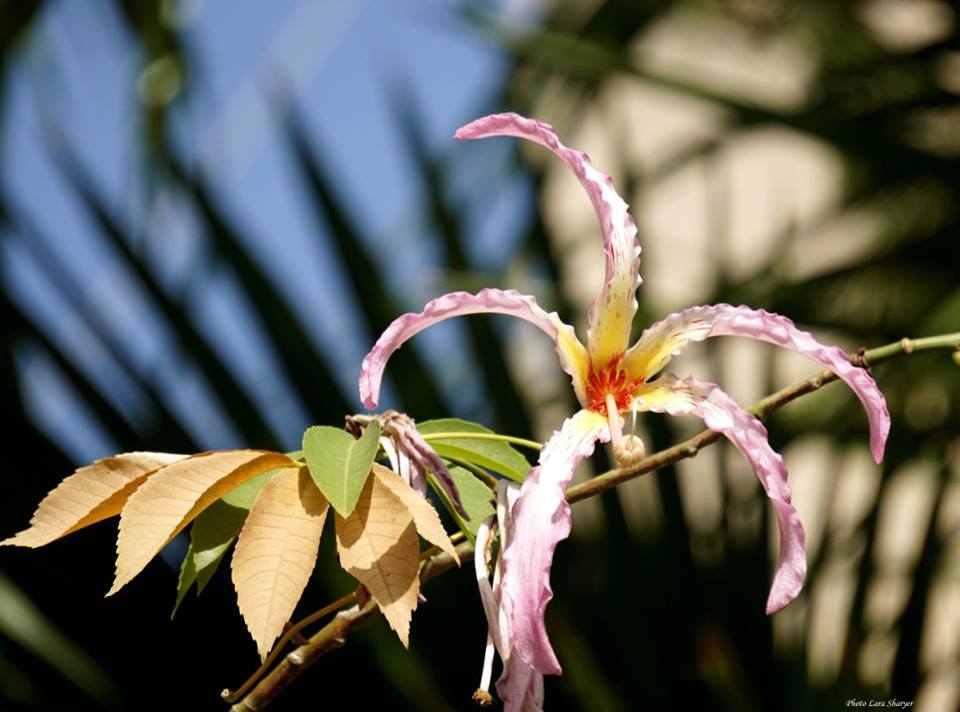 Ceiba speciosa - Сейба великолепная, Хоризия великолепная