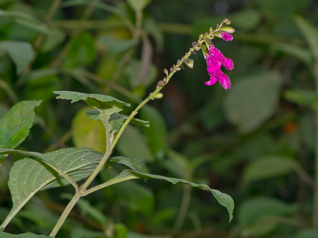 Salvia tortuosa