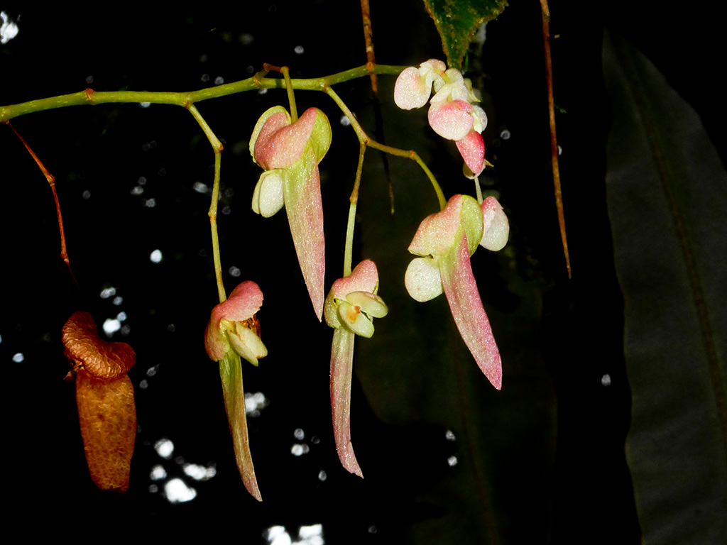 Begonia rossmanniae