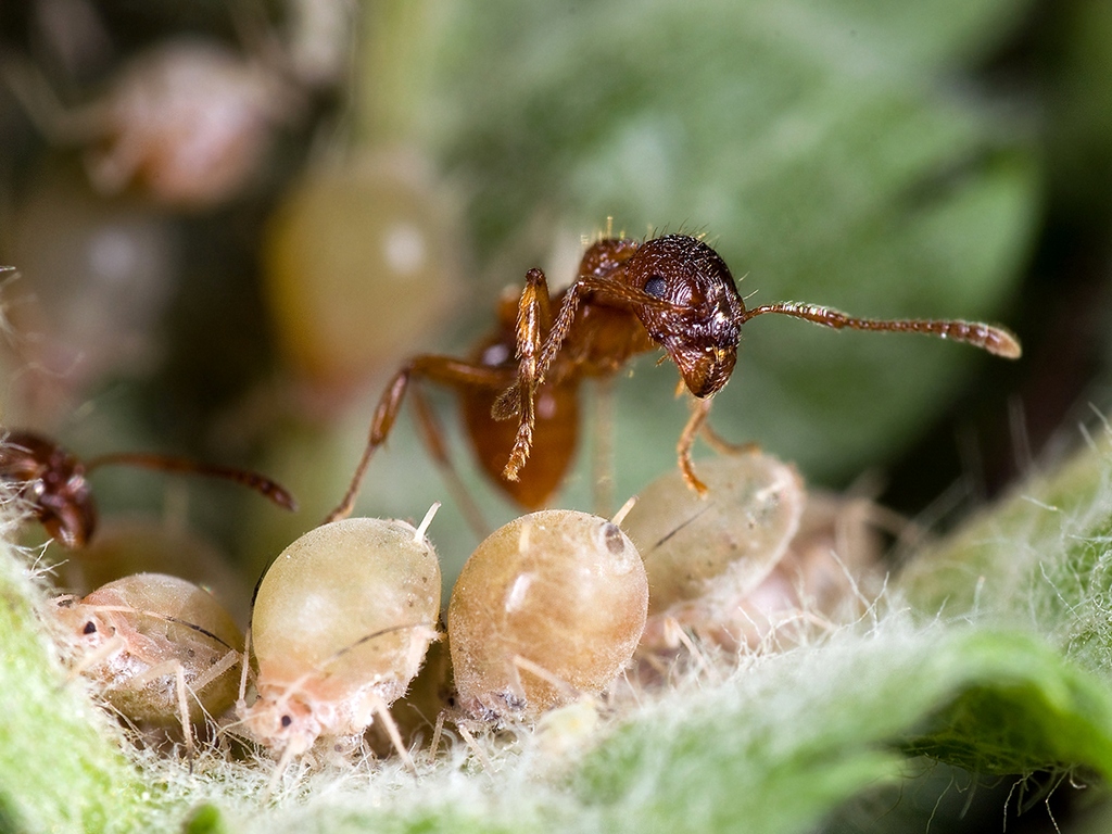Куколки муравьев. Муравей и тля симбиоз. Муравьи пасут тлю. Муравьи няньки. Муравьи доят тлю.