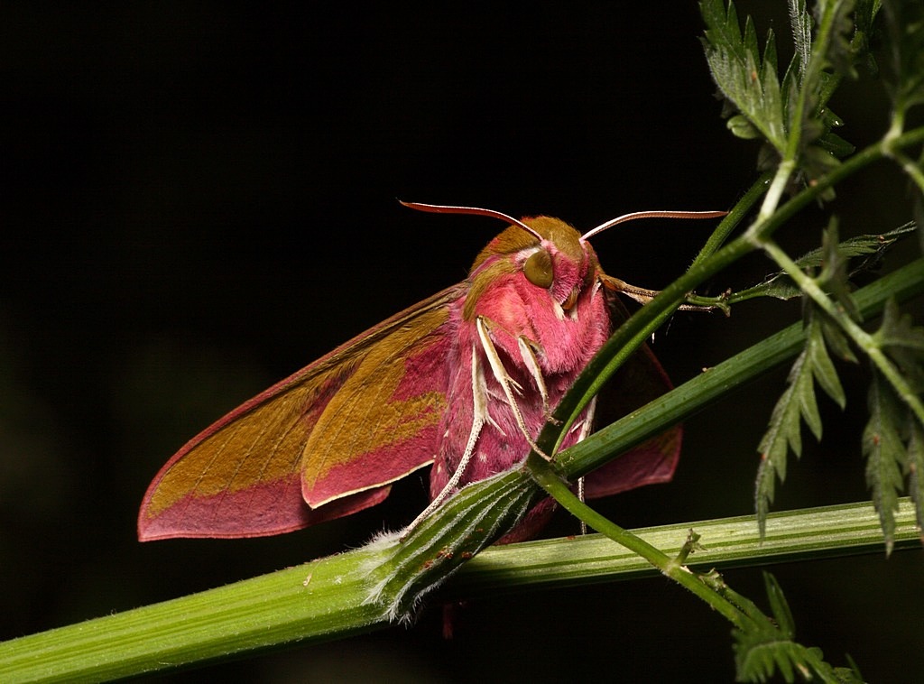 Бабочка винный бражник фото