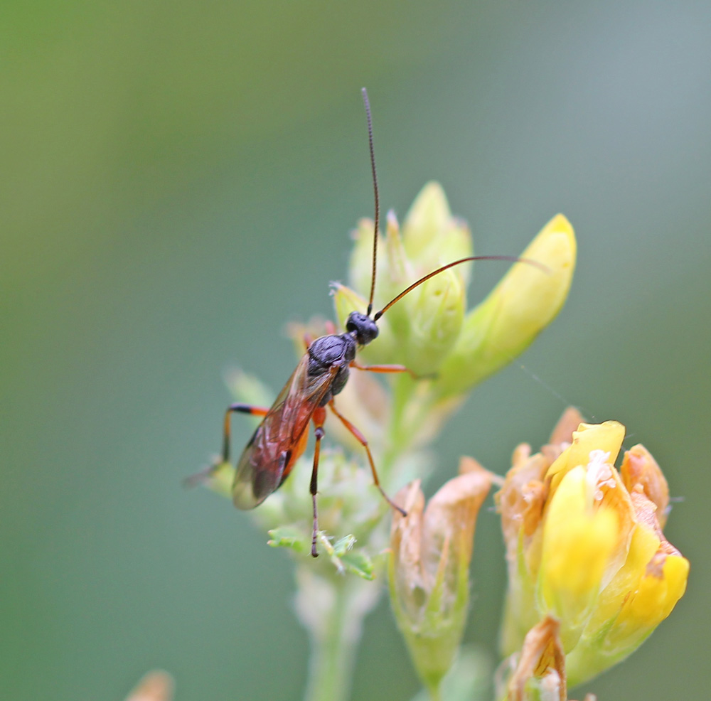 Ichneumonidae1401