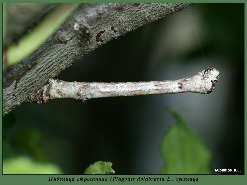 Plagodis dolabraria - Пяденица строганая