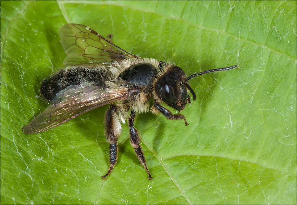 Молодая пчела