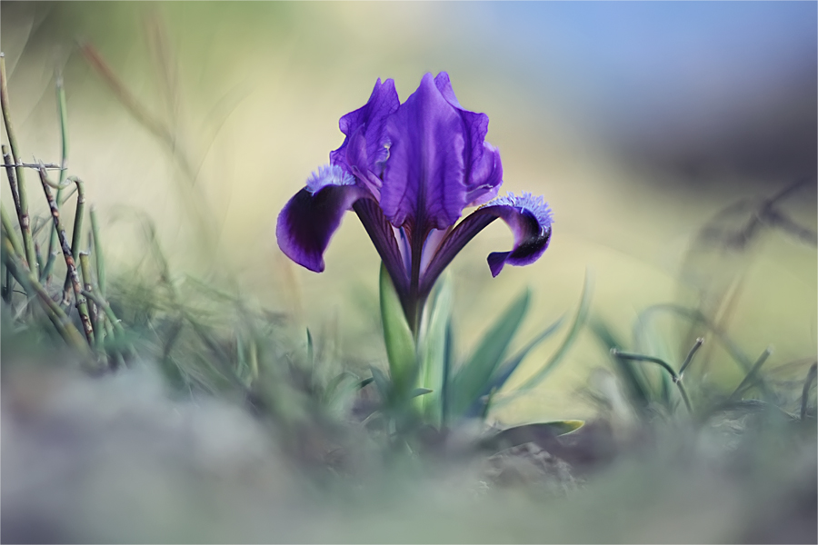 Iris pumila - Ирис карликовый