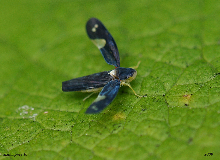 Mileewa dorsimaculata