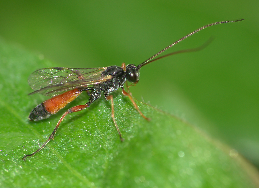 Ctenopelmatinae