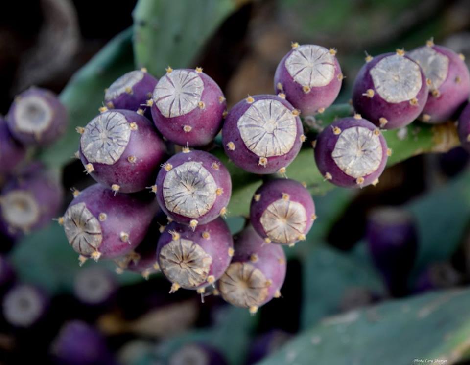 Opuntia cochenillifera - Нопал кошениленосный