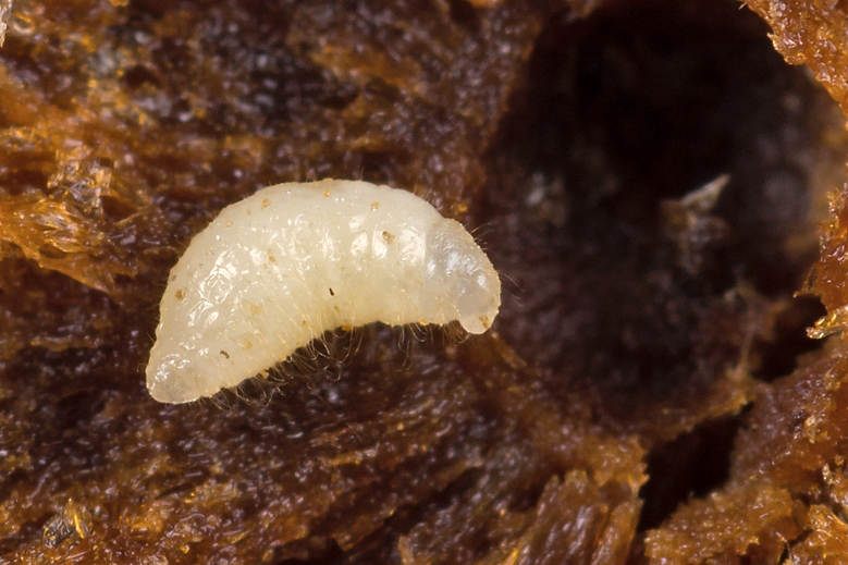 Cynips quercusfolii - Дубовая орехотворка