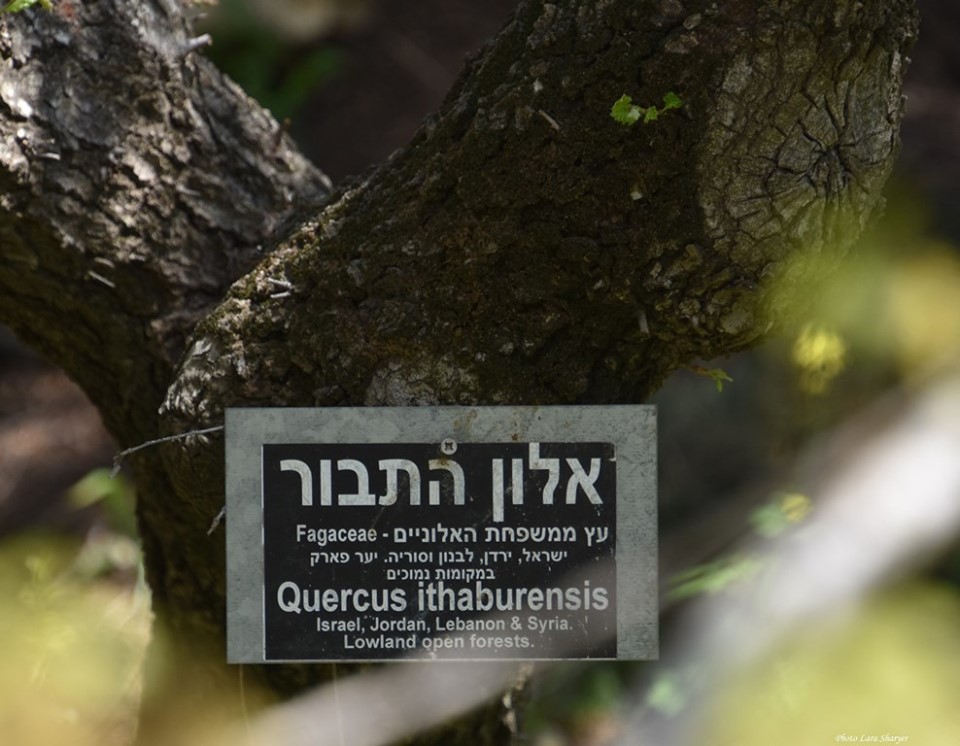 Quercus ithaburensis - Дуб таворский