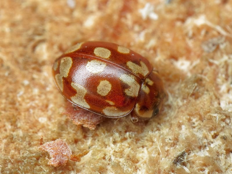 Myrrha octodecimguttata - Мирра восемнадцатипятнистая