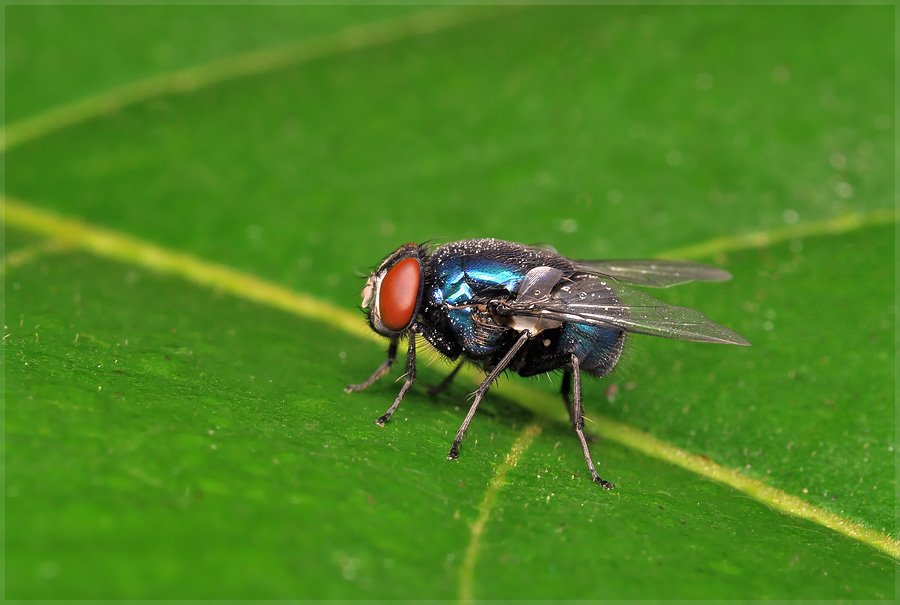 Лаосская муха