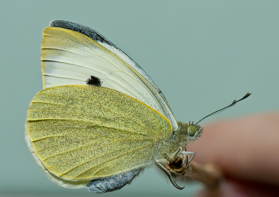 Окраска капустной белянки. Pieris brassicae (Linnaeus, 1758). Кокон бабочки белянки. Бабочка капустница. Бабочка Белянка капустница куколка.