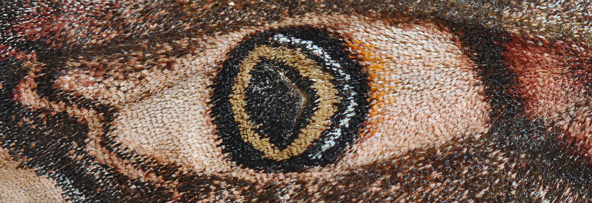 Saturnia pavonia - Малый ночной павлиний глаз