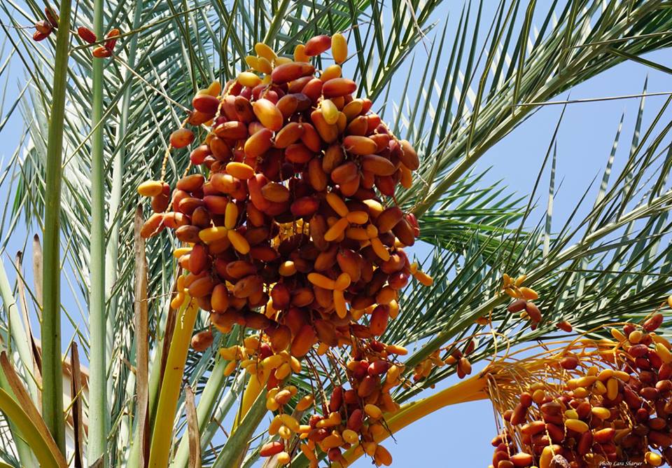 Phoenix - Финиковая пальма