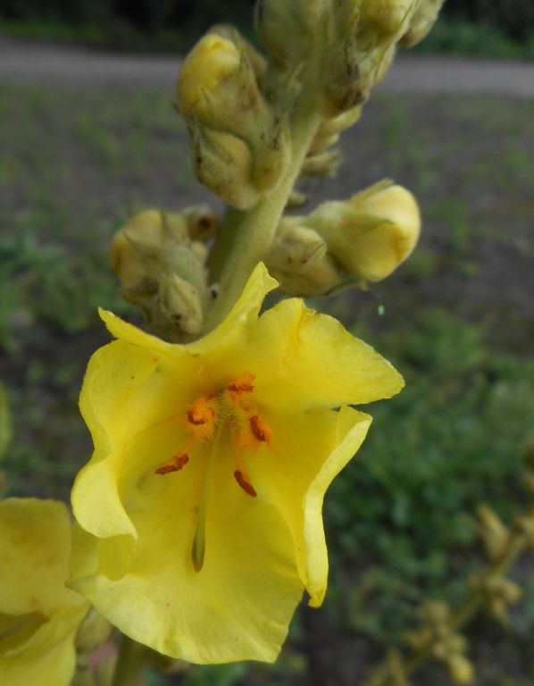Verbascum phlomoides - Коровяк лекарственный