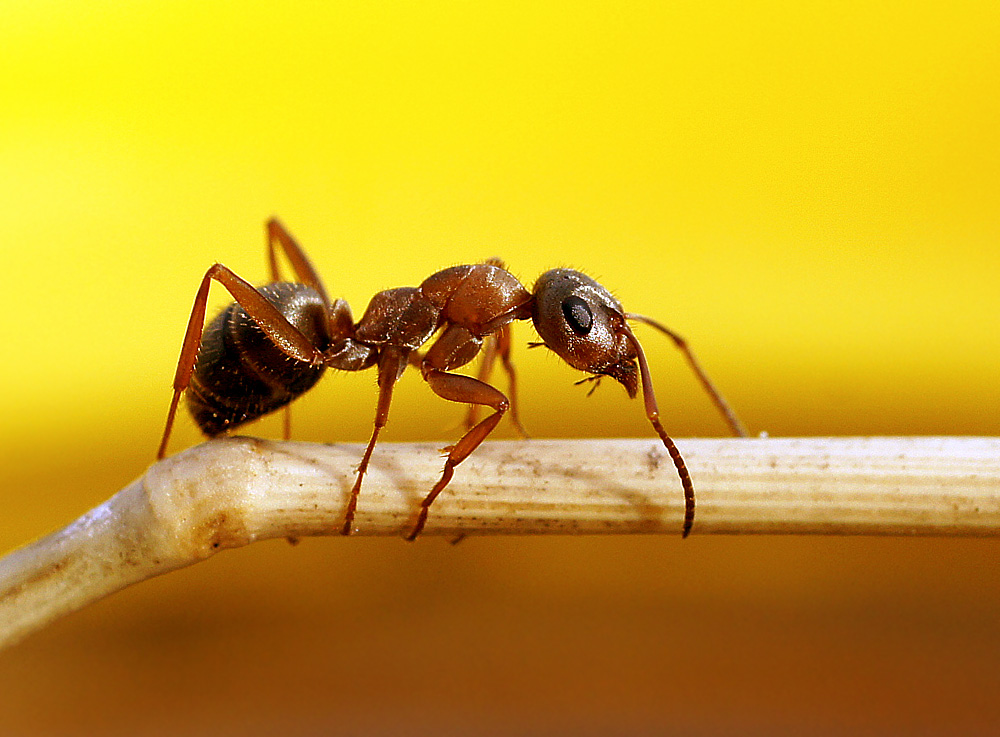Грустный мураш