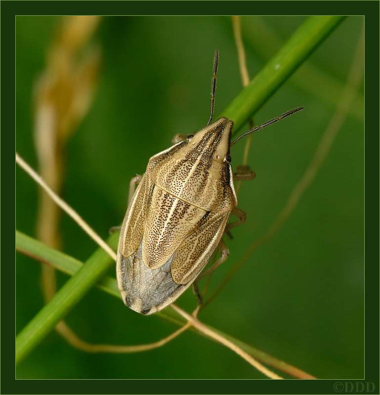 Aelia acuminata - Щитник остроголовый