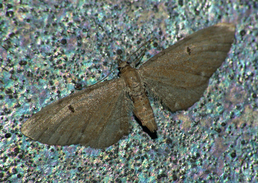 Eupithecia assimilata