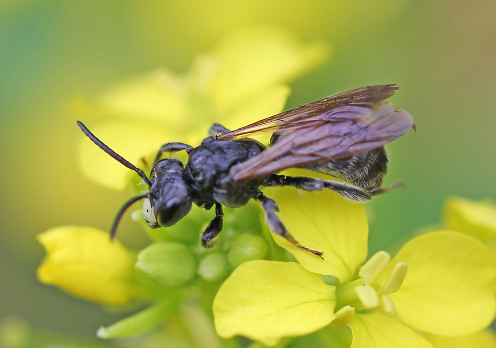 Hymenoptera15
