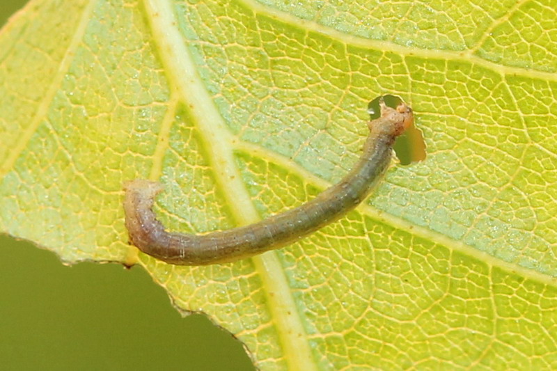 Plagodis pulveraria - Пяденица перистоусая ивовая