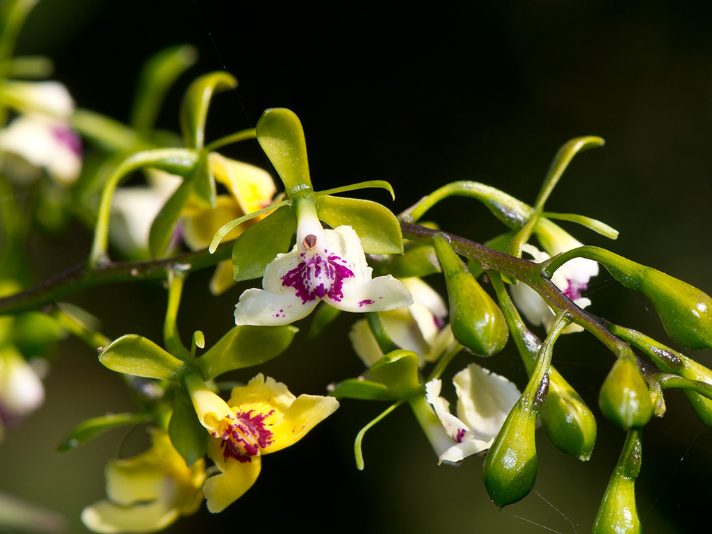 Epidendrum piliferum
