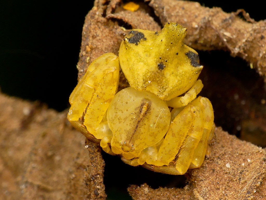 Epicadus trituberculatus
