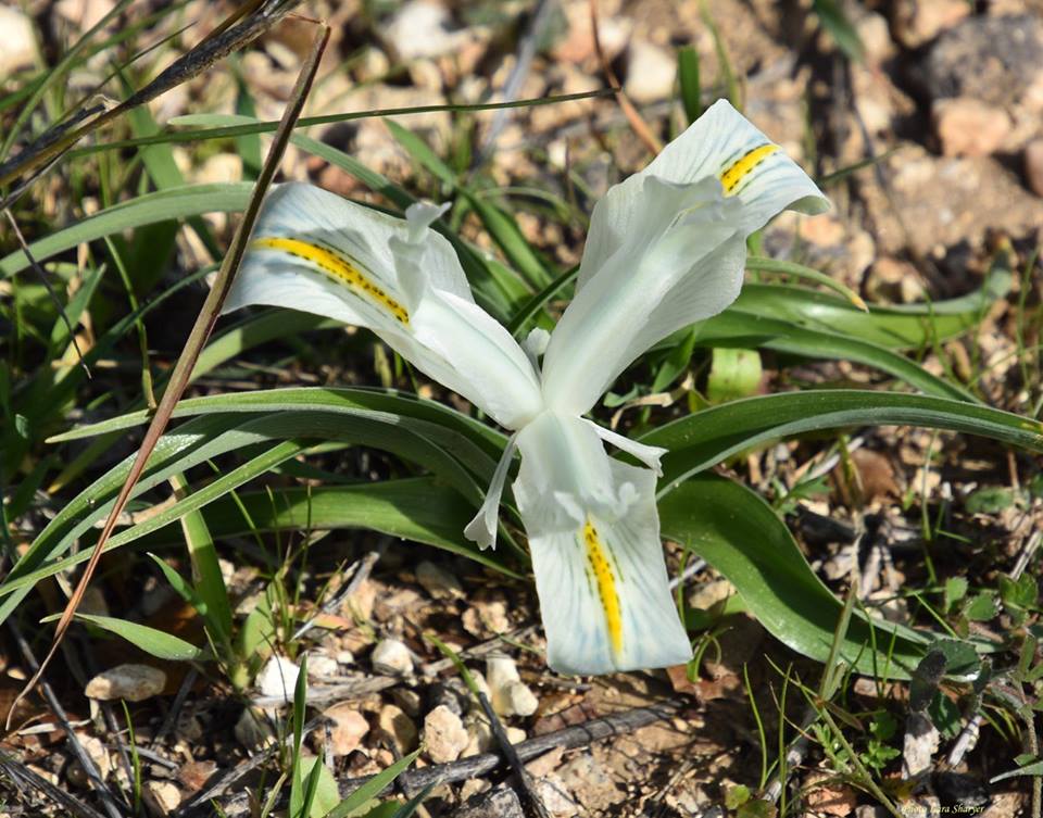 Iris palaestina - Ирис палестинский, Юнона палестинская
