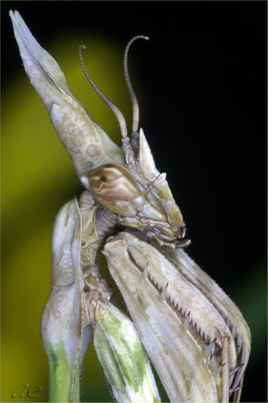 Empusa fasciata - Эмпуза полосатая